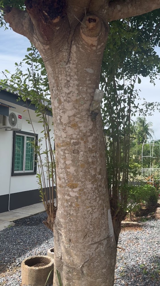 Tenang Space Homestay